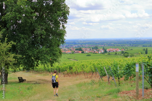 View from the vineyards around the villages rhodt unter rietburg  Hainfeld  Burrweiler  Weyher  Edenkoben  Edesheim on the german wine route in the palatinate