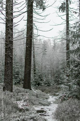 Fototapeta Naklejka Na Ścianę i Meble -  Las przykryty śniegiem z prześwitami zieleni