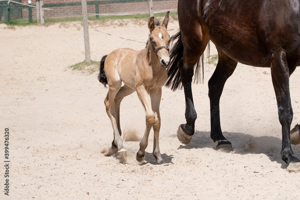 Foal trot with mother in the sand. A natural green background Foal trot with mother in the sand. A natural green background