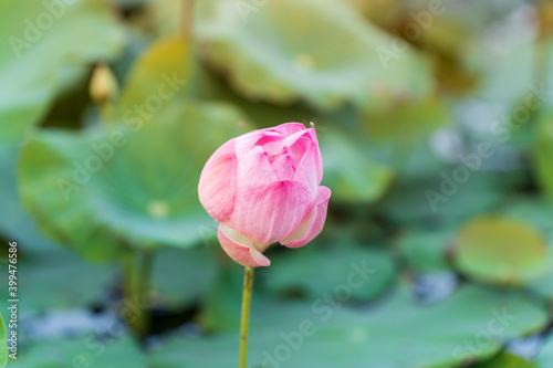 Pink lotus flower in natural pond picture