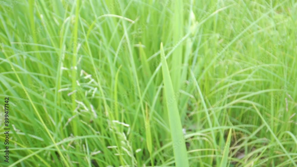 The tiny dragonfly flying on the green grasses in the garden in Estonia The tiny dragonfly flying on the green grasses in the garden in Estonia