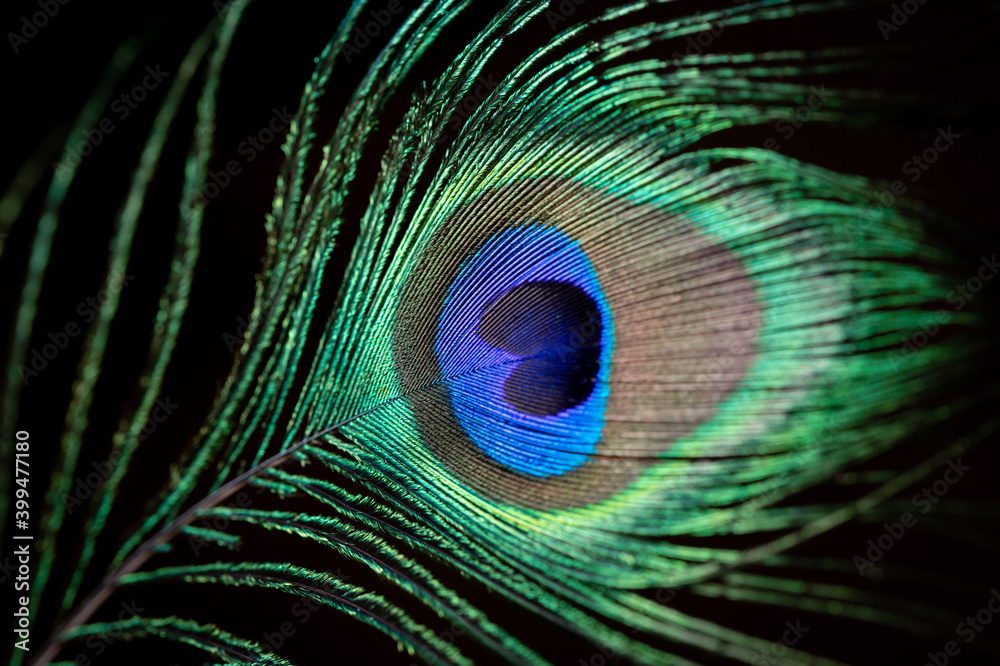 Obraz premium Photo of a peacock's feather. Photo with selective focus.
