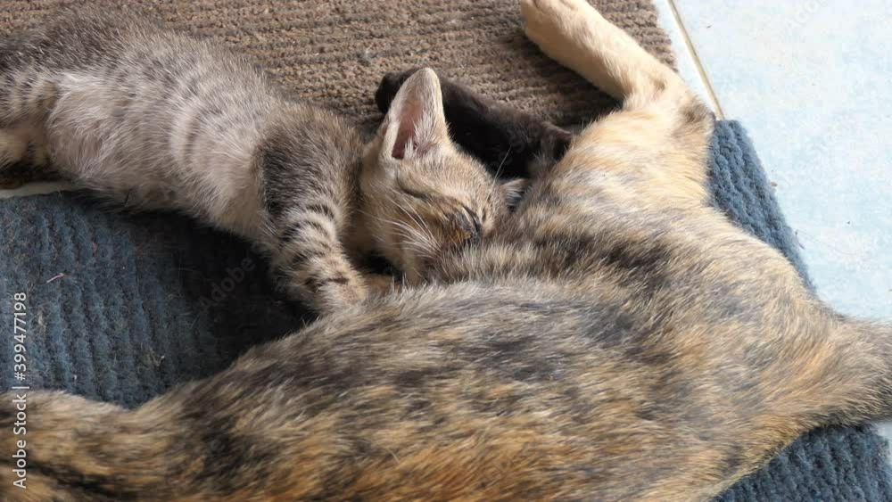 Mom cat feeding her kittens Mom cat feeding her kittens
