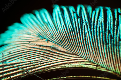 Macro photo of a peacock's feather. Photo with selective focus.