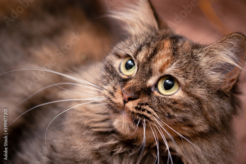 Close up photo of a brown cat's face with big green eyes, looking away.