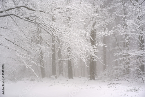 Fototapeta Naklejka Na Ścianę i Meble -  Beech tree branches covered with snow in misty winter day