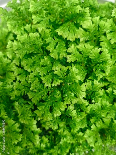 green parsley background