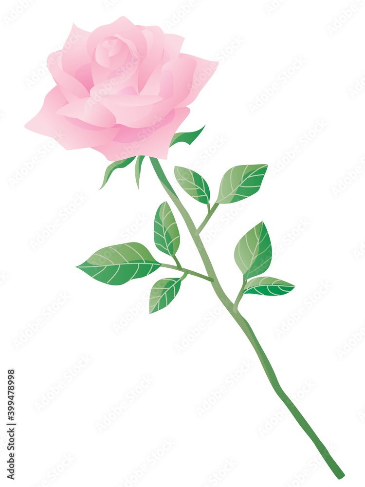 1輪のピンクのバラのプレゼント