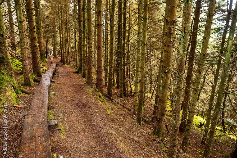 Narrow wooden foot path with anti slippery surface in a forest on a hill. Knoncknarea, county Sligo, Ireland. Great trail with fresh air and great scenery. Outdoor activity concept Narrow wooden foot path with anti slippery surface in a forest on a hill. Knoncknarea, county Sligo, Ireland. Great trail with fresh air and great scenery. Outdoor activity concept