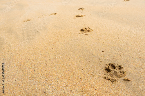 Dog foot prints on a yellow warm sand. Abstract nature background