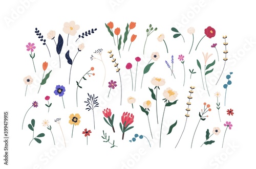Floral set of beautiful blooming wildflowers and leaves. Botanical collection of cut meadow and garden flowers isolated on white. Elegant spring plants for floristry. Flat vector cartoon illustration photo