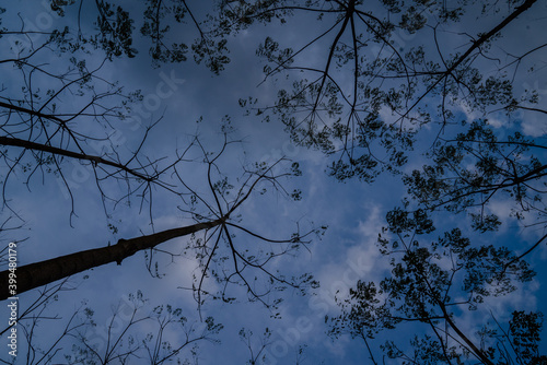 sunset in the forest