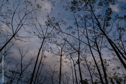 sunset in the forest