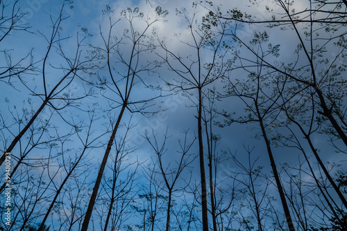 sunset in the forest