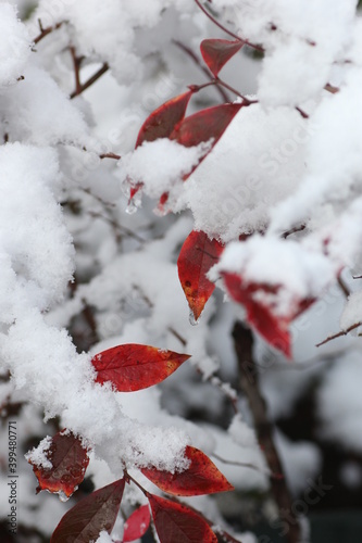 雪の中のブルーベリーの葉っぱ