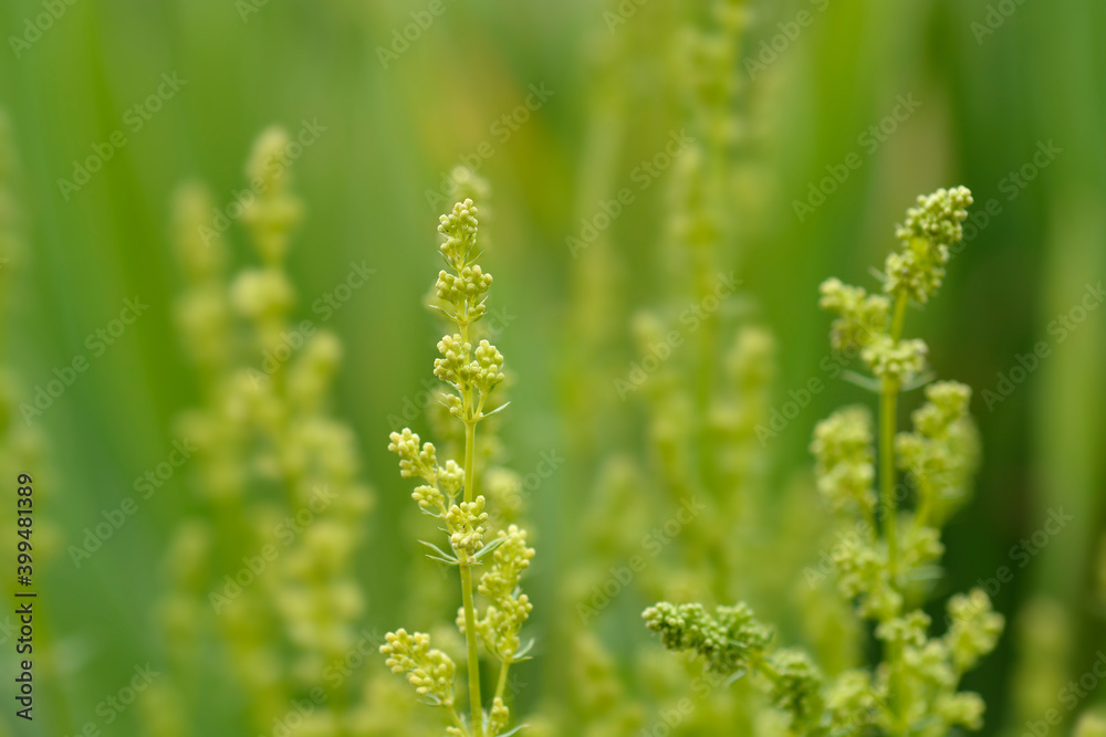 Mediterranean bedstraw Mediterranean bedstraw