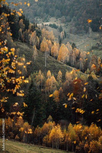 beautiful scene with yellow...