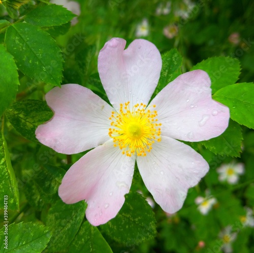 pink and white flower