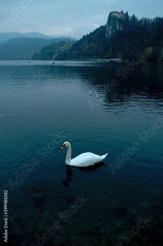 Swan on Bled Lake in the Evening, Slovenia