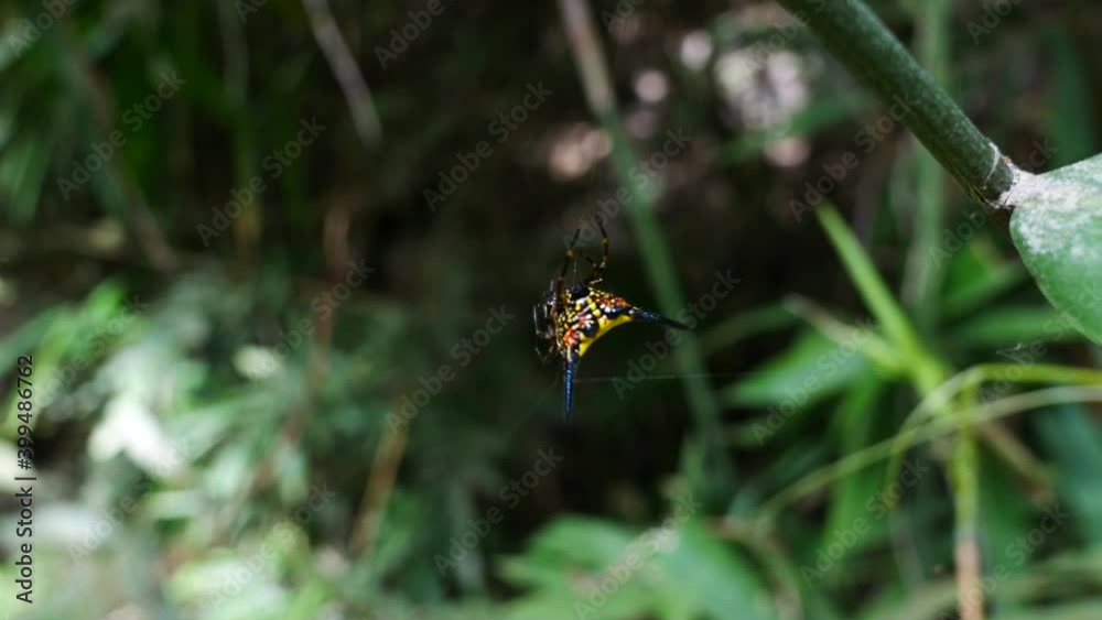 Spiders that live naturally near waterfalls in Thailand Spiders that live naturally near waterfalls in Thailand