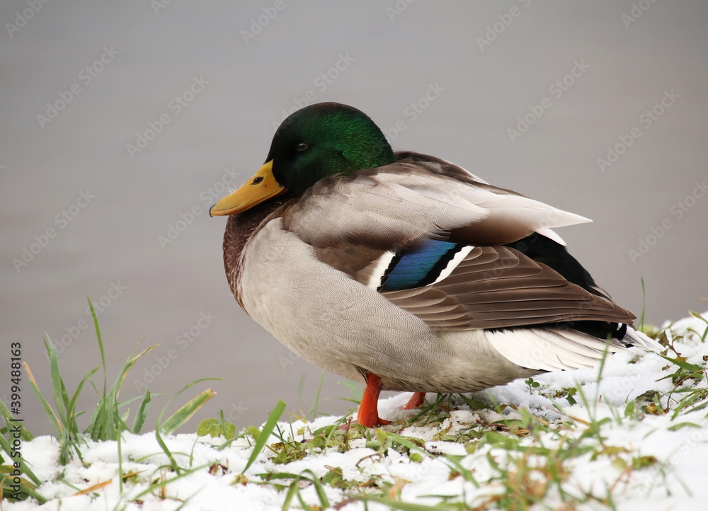 Wild duck on a lake shore Wild duck on a lake shore