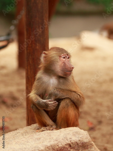 Baboon family grooming in the park