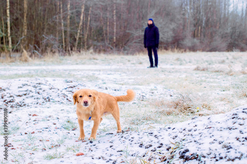 Cheerful friendly puppy dog walking with owner in snowy winter park.