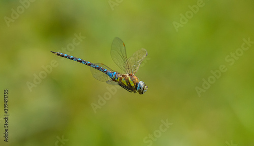 dragonfly migrant hawker (Aeshna mixta) in flight