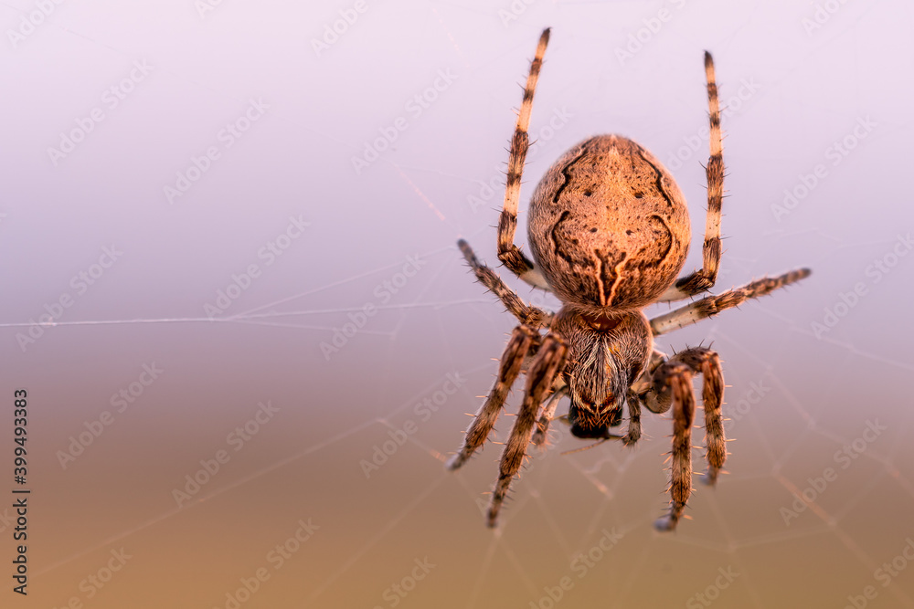 Kreuzspinne am frühen Morgen im Hochsommer. Kreuzspinne am frühen Morgen im Hochsommer.