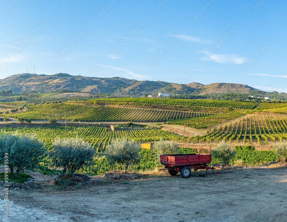 Fototapeta premium Land planted with vines for the wine harvest.