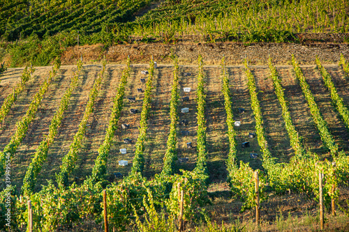 Grape harvest in the vineyard