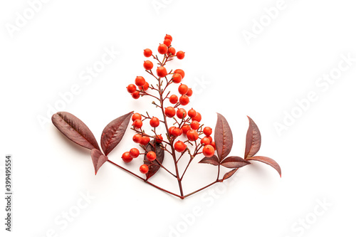 Nandina domestica isolated on white background. Heavenly bamboo with beautiful red berries and leaves photo