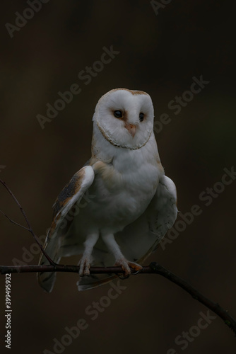 Cute and beautiful Barn owl (Tyto alba) on a branch at dusk. Owl in the dark forest. Dark background. Noord Brabant in the Netherlands.