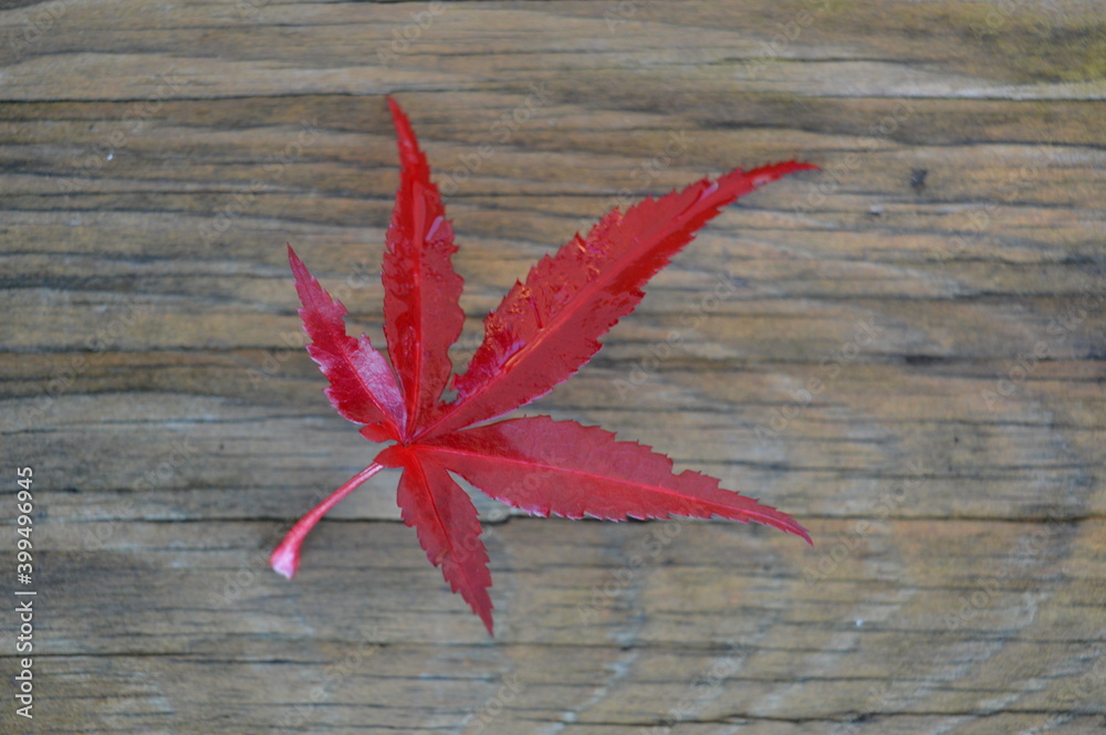 red autumn leaves