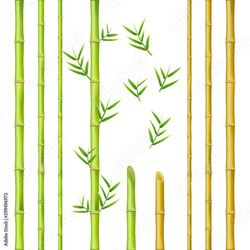 Bamboo stems design, natural green oriental decoration © Vikivector
