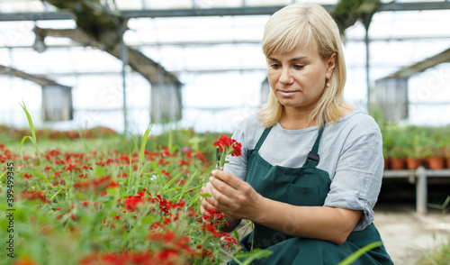 Mature woman florist with scissors taking care vervena plants in greenhouse indoors