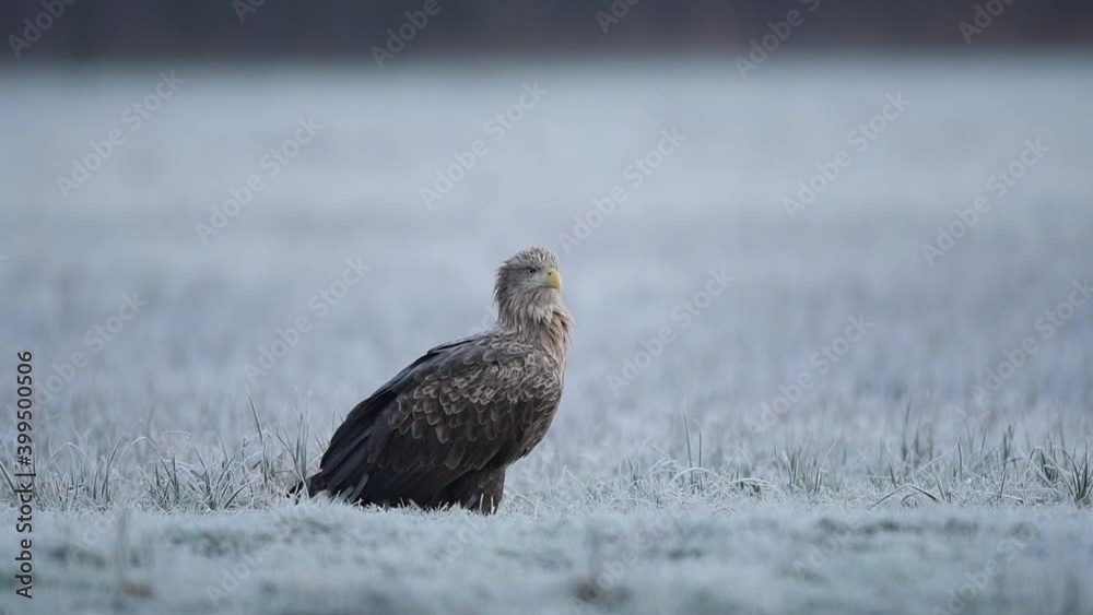 White tailed eagle ( Haliaeetus albicilla ) White tailed eagle ( Haliaeetus albicilla )