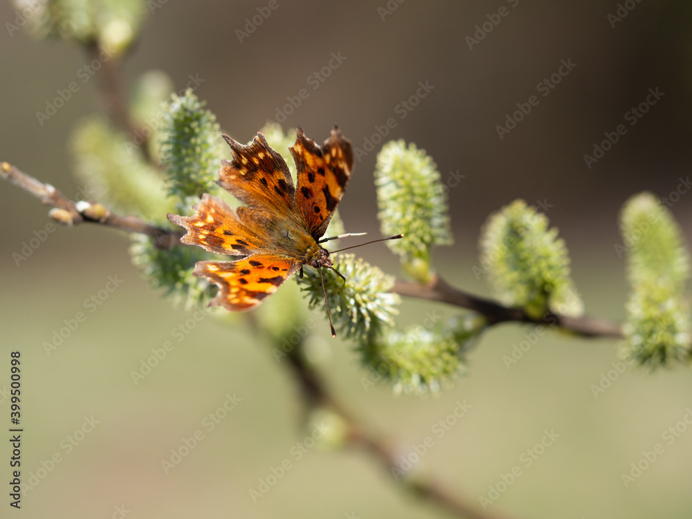 Comma butterfly (Polygonia c-album) feeding on catkin