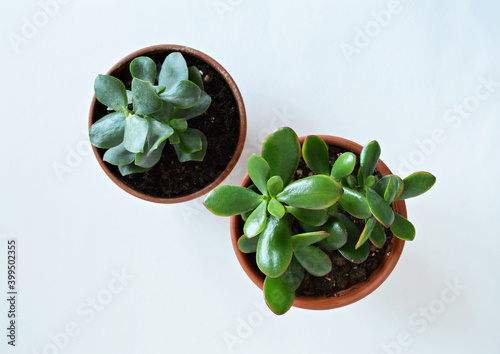 Crassula arborescens and crassula ovata sunset house plants in terracotta pots over white photo