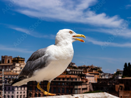 seagull in front of the camera. the bird stands sideways. photo