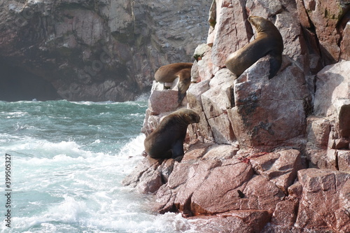 seals sitting on rocks