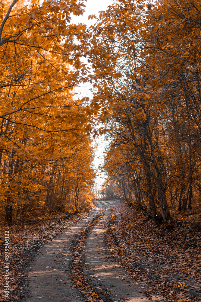 Beautiful autumn forest trail road in the rays of sunlight. Fallen orange and yellow carpet leaves in november forest