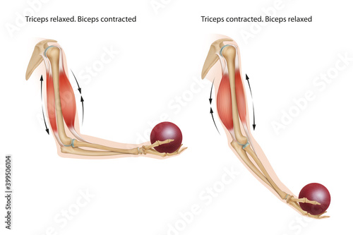 Obraz na płótnie An example of an anatomical and physical movement process where the biceps are contracted and the triceps are relaxed, the biceps is relaxed and the triceps are contracted