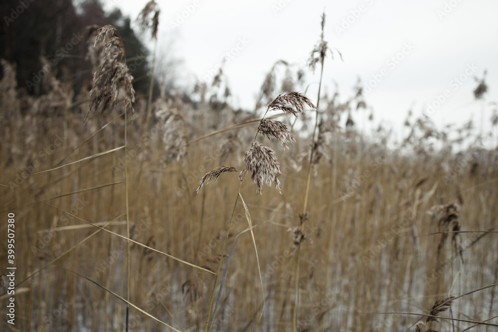 Fototapeta premium Pampas grass outdoor in light pastel colors. Dry reeds boho style. Winter