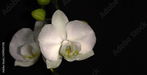 A stunning white orchid  cymbidium  displays its beauty as the afternoon sunlight gently graces its petals. A pure black background has been added for copy space on this horizontal format.