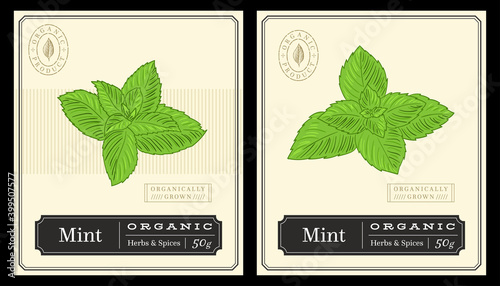 Mint vector botanical illustration template for design or print