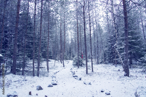 Snow forest in Karelia, Mount filina, Lakhdenpokhsky district