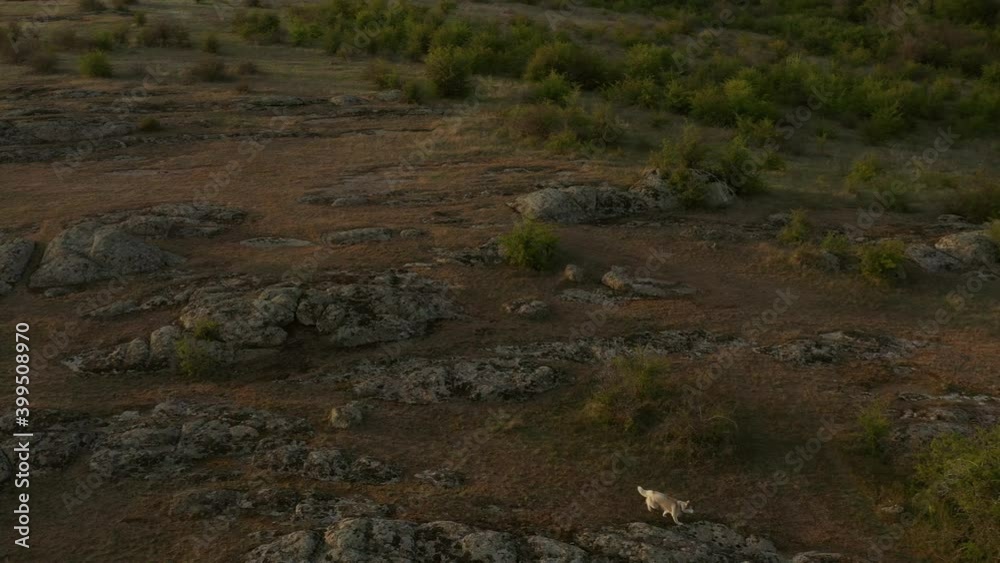 aerial 4k view of two siberian husky dogs and two people in the camp in beautiful canyon landscape. Road trip and 4x4 drive concept aerial 4k view of two siberian husky dogs and two people in the camp in beautiful canyon landscape. Road trip and 4x4 drive concept