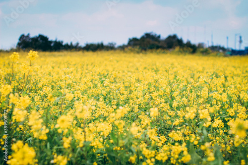 yellow garden © sojeong