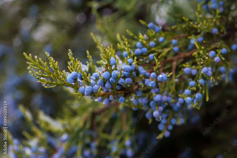 Bunch of juniper berries on a green branch in autumn Bunch of juniper berries on a green branch in autumn